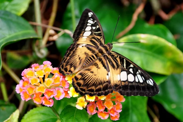 Brown Clipper borboleta pousa nos jardins borboleta . — Fotografia de Stock