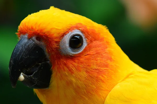 Pretty sun conure — Stock fotografie