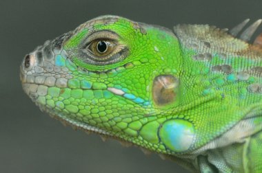 Bukalemun baş shot yakın çekim.