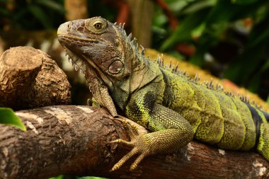Yeşil iguana portre.