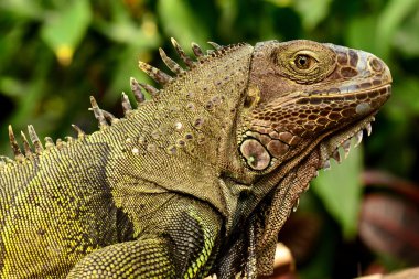 Yeşil iguana portre.