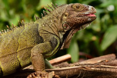 Yeşil iguana portre.