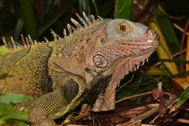 Yeşil iguana portre.