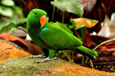 Bir Eclectus papağanı portre.