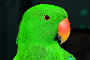 Bir Eclectus papağanı portre.