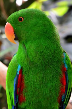 Bir Eclectus papağanı portre.