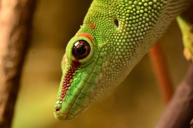 Madagaskar gün gecko