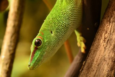 Madagaskar gün gecko