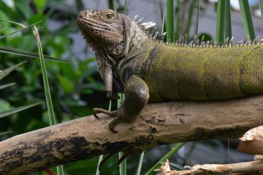 Yeşil iguana portre.