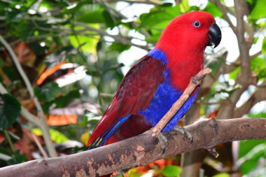 Bir Eclectus papağanı portre.