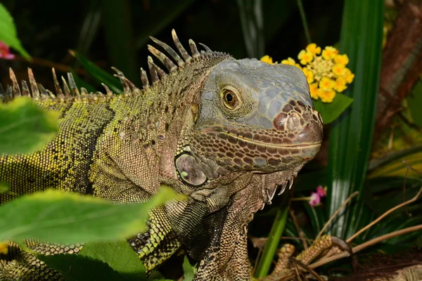 Green Iguana portrait.