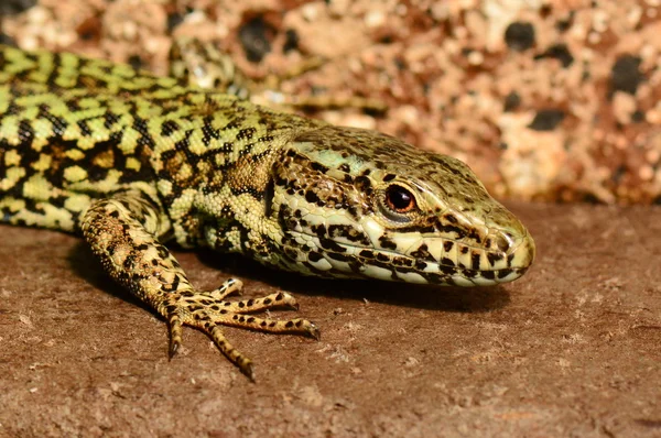 Gecko posan para su foto en los jardines mientras captura algunos rayos . —  Fotos de Stock