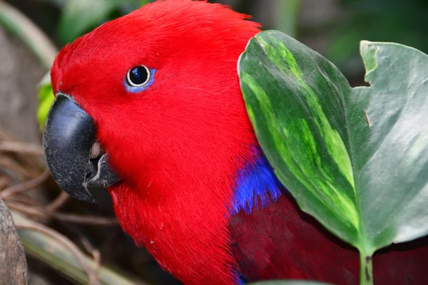 Un ritratto di Eclectus Parrot . — Foto Stock