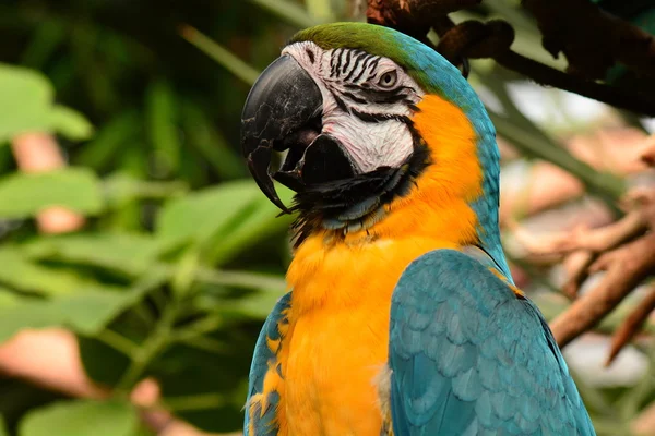 Retrato de arara sul-americana . — Fotografia de Stock