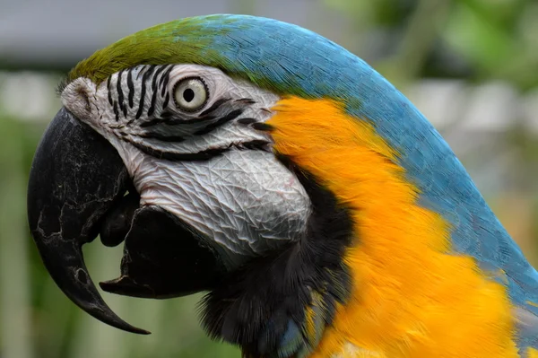 南アメリカのコンゴウインコの肖像画. — ストック写真