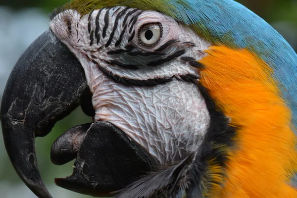 Retrato de arara sul-americana . — Fotografia de Stock