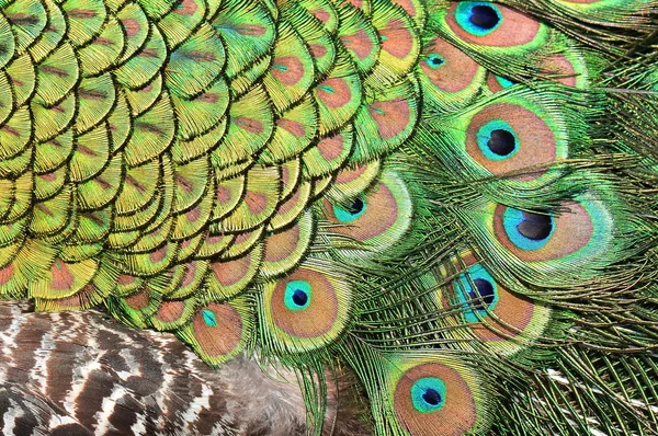 Detalle abstracto de plumas de pavo real macho — Foto de Stock