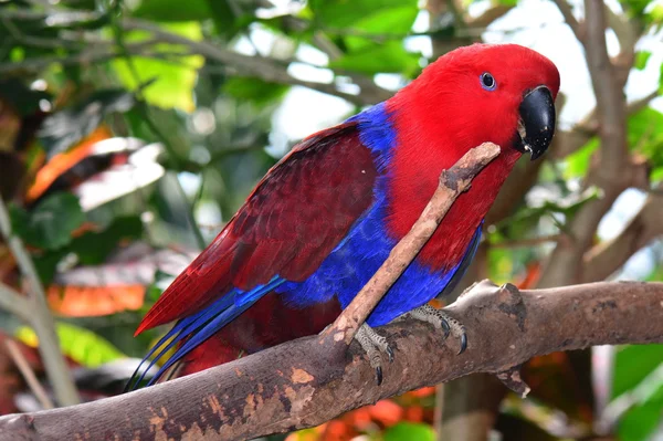 Eclectus papoušek portrét. — Stock fotografie