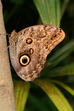 Baykuş kelebek portre