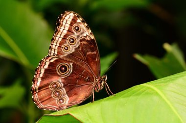 Katlanmış kanatlar kelebek mavi Morfo.