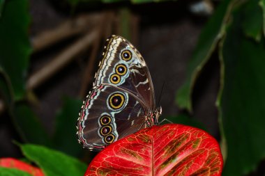 Katlanmış kanatlar kelebek mavi Morfo.