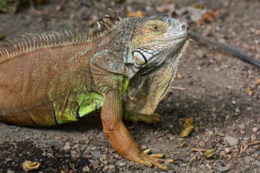 Bir iguana bahçelerde kamera için poz veriyor.