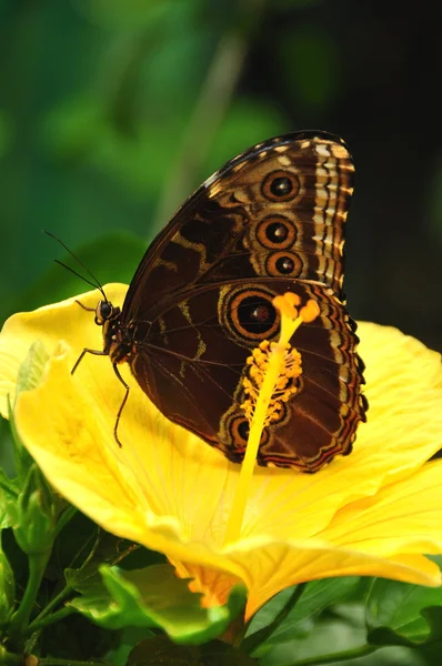 Голубая морфо-бабочка со сложенными крыльями . — стоковое фото