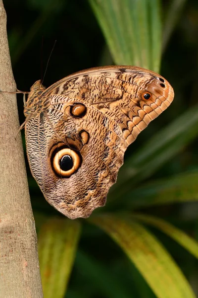 Baykuş kelebek portre