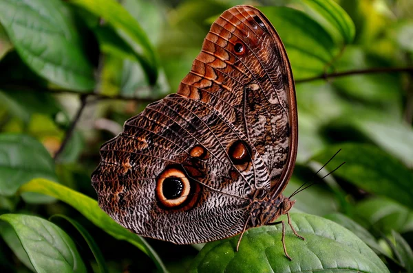 Сова метелик портрет — стокове фото
