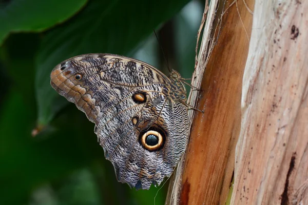 Сова метелик портрет — стокове фото