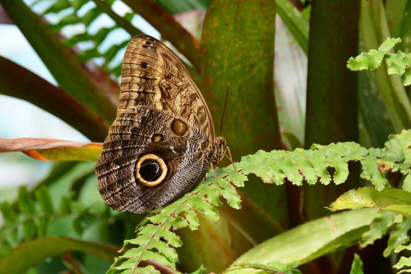 Búho mariposa retrato — Foto de Stock