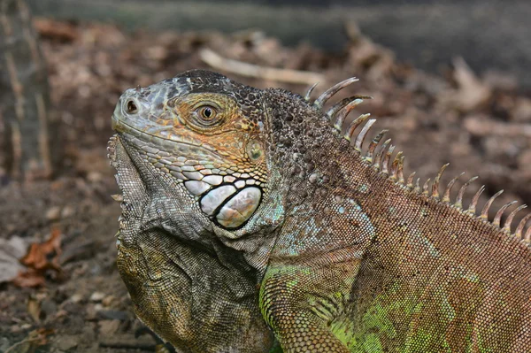 Bir iguana bahçelerde kamera için poz veriyor.