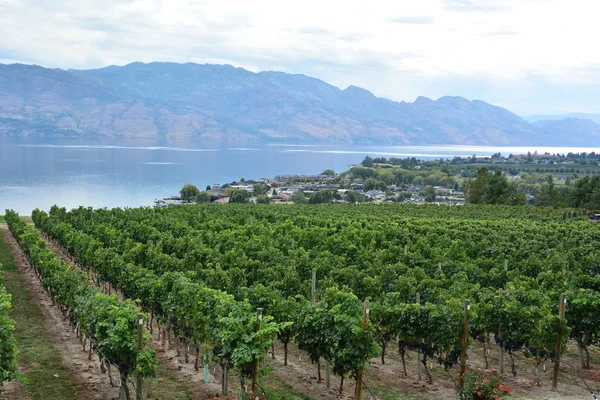 Righe di viti e una vista impressionante sulla valle di Okanagan — Foto Stock