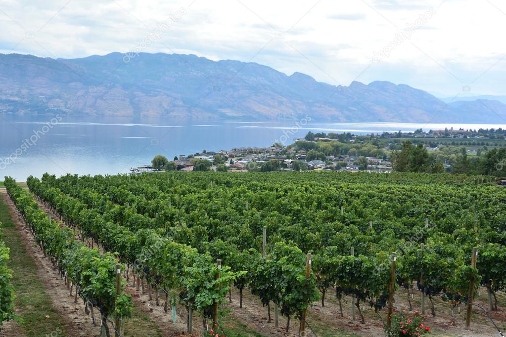 Rows of grape vines and an awesome view of the Okanagan Valley
