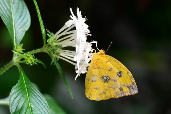 Borboleta de enxofre laranja-barrada pousa nos jardins de borboletas . — Fotografia de Stock