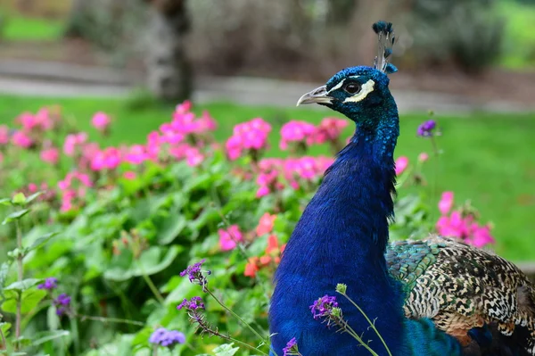 Retrato de pavo real en los jardines . — Foto de Stock