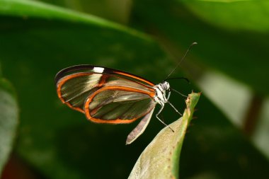 Ortak Glasswing buterfly