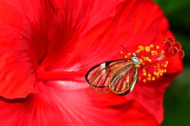 Ortak Glasswing buterfly