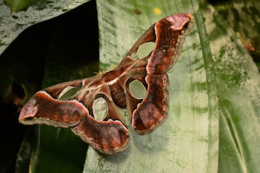 Bahçelerde Rothchilds güve toprakları.