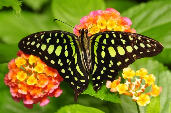 Sledoval Jay motýl přistává v zahradách. — Stock fotografie