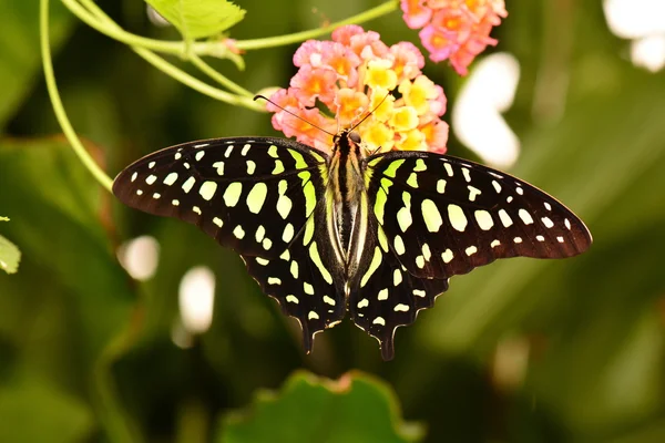 Queue Jay papillon terres dans les jardins . — Photo