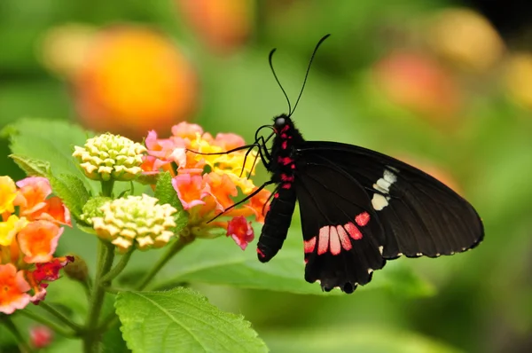 Růžový motýl Cattleheart návštěvy zahrady. — Stock fotografie