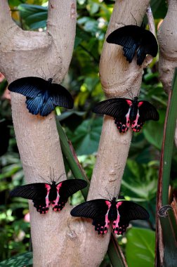 Mormon kelebekler için hazır çıkar.