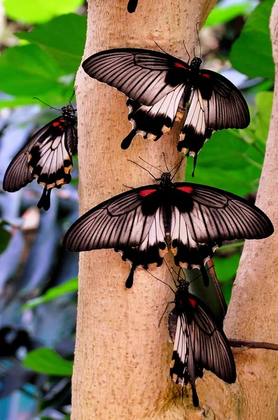 Asiatiska swallowtail butterfly — Stockfoto