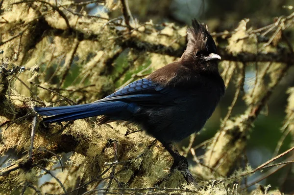 Stellars Jay retrato . — Foto de Stock