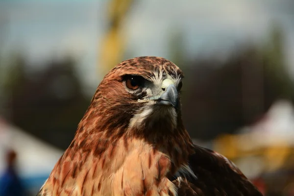 Falco dalla coda rossa — Foto Stock