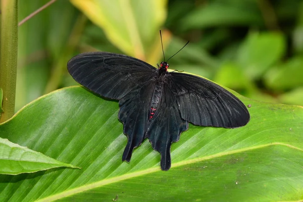 Πεταλούδα αυξήθηκε swallowtail βελούδο — Φωτογραφία Αρχείου