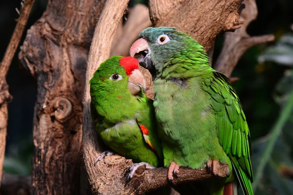 Pair of green parrots