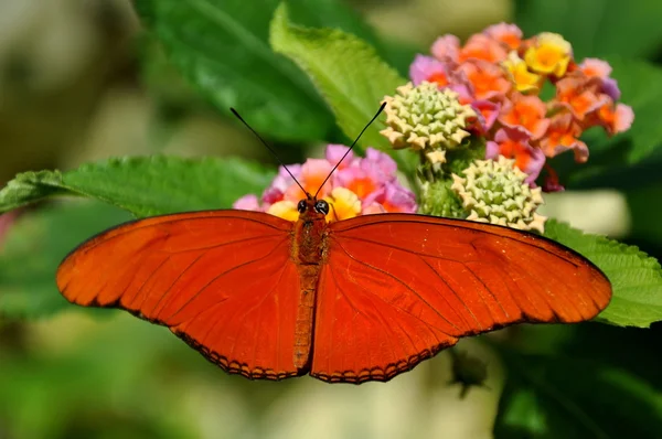 Naranja Julia mariposa — Foto de Stock