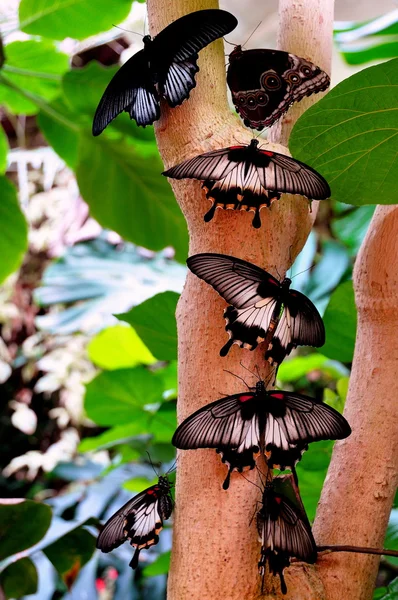 Papillons séchant sur un arbre — Photo